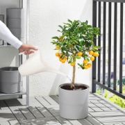 صورة Watering Can Light Blue